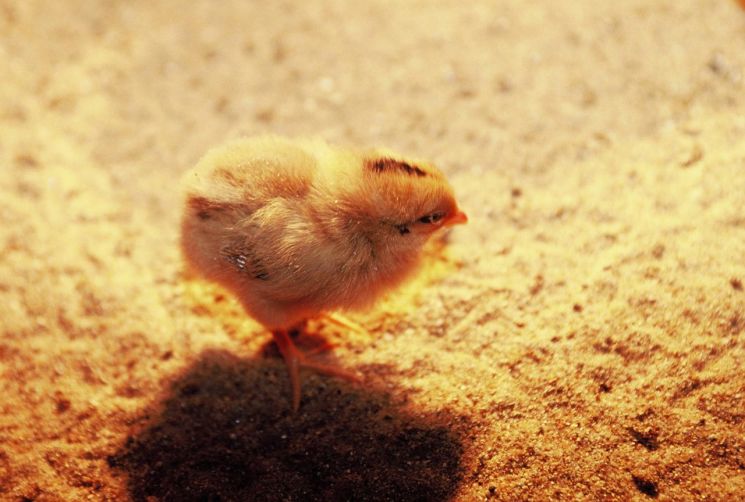병아리. 기사 내 특정 표현과 관련 없음 /게티이미지