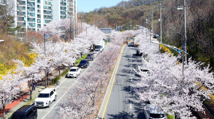 安城市境内各地樱花盛开，宣告春天正式来临。安城市提供