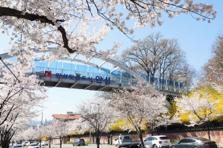 安城市境内各地樱花盛开，宣告春天正式来临。安城市提供