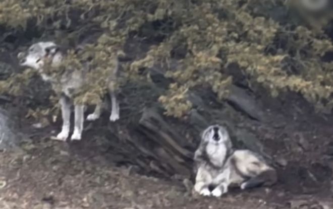 미국 동물원 늑대 우리 관련 보도 이미지
