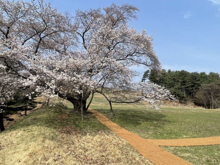 아차산 왕벚나무. 광진구 제공.