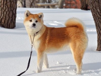 아키타현의 모습. 재단법인 일본견보존협회.