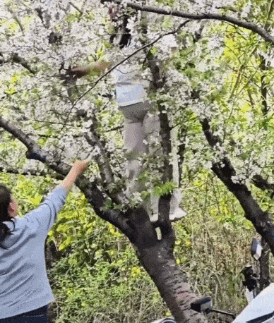 관광객이 몸을 기울이자 쓰러지는 벚나무. 간간신문 홈페이지 캡처