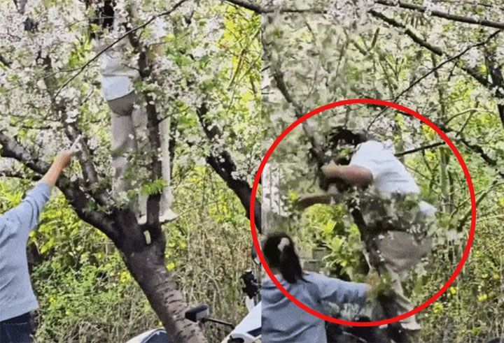 "긴 세월 버틴 나무가 죽을 뻔했다" 사진 욕심에 20살 벚나무 뿌리째 꺾은 여성