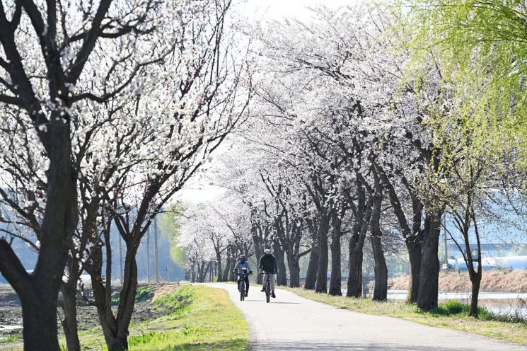 In April, when the spring atmosphere is fully felt, the lotus-themed park walking path in Siheung City is in a splendid scene where light green new buds and blooming cherry blossoms harmonize. Citizens are enjoying the vitality of spring by riding bicycles under the cherry blossom tunnel. Provided by Siheung City