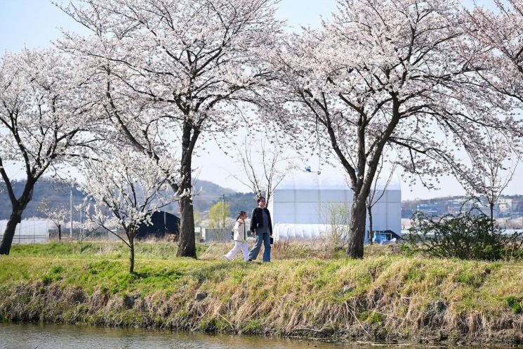 In April, when the spring atmosphere is in full bloom, the lotus-themed park walkway in Siheung City is adorned with fresh green buds and abundant cherry blossoms, creating a spectacular sight. Citizens stroll beneath the cherry blossom tunnel, enjoying the vibrant energy of the spring day. Provided by Siheung City
