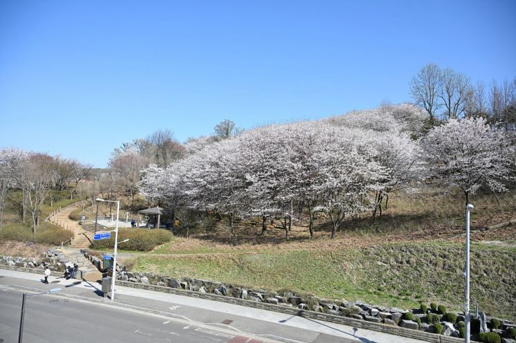 'The Meeting of Cherry Blossoms and New Sprouts' Bright cherry blossoms are blooming around Onansan in Siheung City. Provided by Siheung City