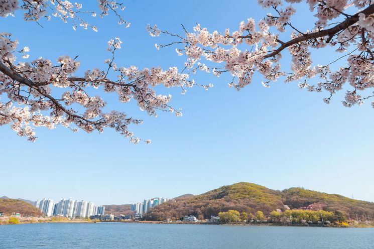 Cherry blossoms are in full bloom along the Mulwang Lake walking trail in Siheung City, offering citizens a perfect spring atmosphere. The gentle ripples of the lake water and the pure white petals combine to create a serene springtime ambiance. Provided by Siheung City