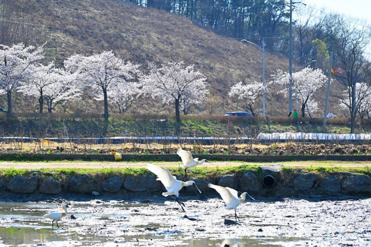 In April, when the spring atmosphere is in full bloom, the light green new leaves and the blooming cherry blossoms create a magnificent scene along the walking trail of Yeonkkot Theme Park in Siheung City. Provided by Siheung City