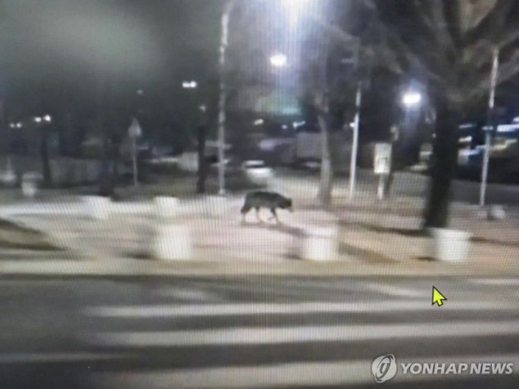 지난 8일 오후 대전 서구 복수동 인근에서 발견된 대전 오월드 늑대 사진이지만, 당국 조사 결과 허위일 가능성이 높은 것으로 드러났다. 연합뉴스