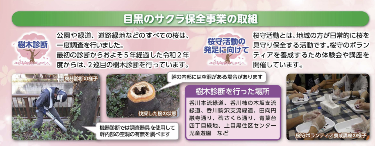 도쿄 벚꽃명소 메구로구에서 홍보하는 벚꽃보존사업. 오래되고 썩은 벚나무를 베어내고 다른 나무로 대체하는 작업이다. 메구로구.