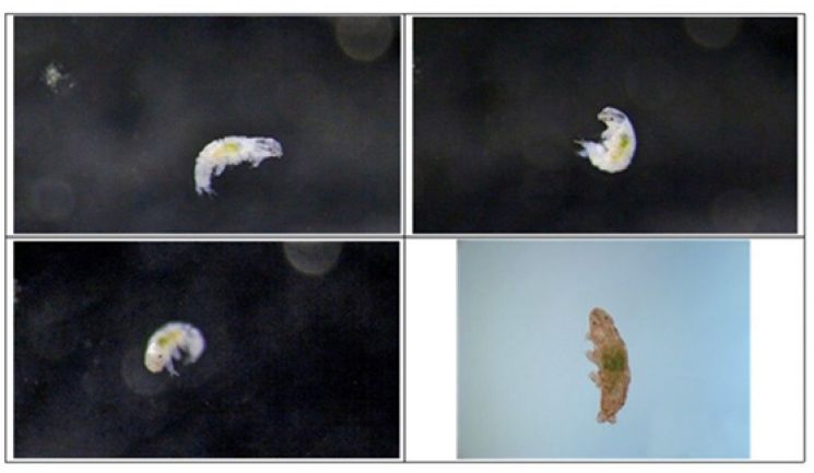 실험실에서 번식에 성공한 신종 완보동물 '닥틸로비오투스 오비뮤탄스(Dactylobiotus ovimutans)'. 이 완보동물은 남극세종기지 인근에서 발견됐다. 과학기술연합대학원대학교