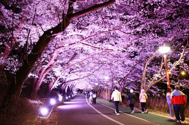 英郎湖樱花庆典景象。束草市提供