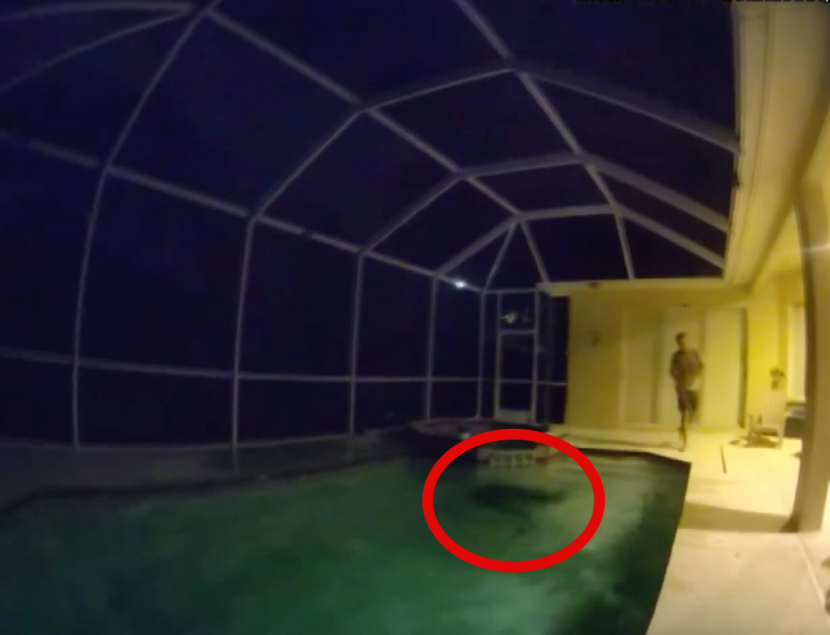 경찰이 공개된 보디캠 영상에는 악어가 수영장을 활보하며 위협적인 행동을 보이는 모습이 담겼다. 이에 경찰은 전문 포획 인력을 투입해 대응에 나섰다. Tampa Police Department