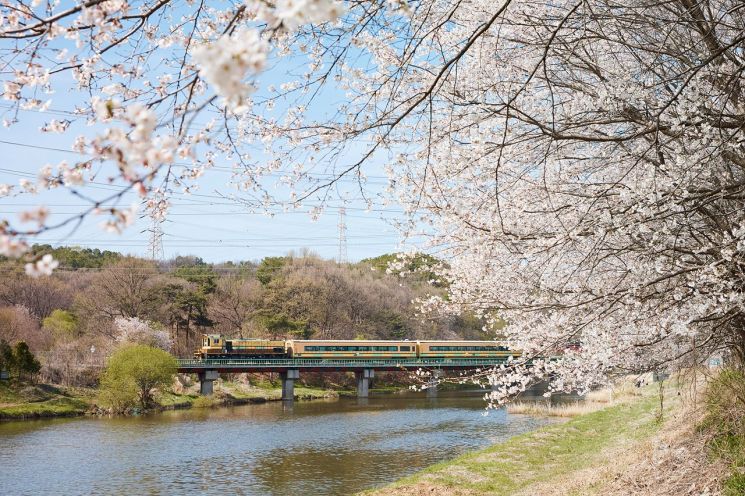 杨州市长兴面一带樱花盛开，粉色花海蔚为壮观，令春游市民心驰神往。杨州市提供