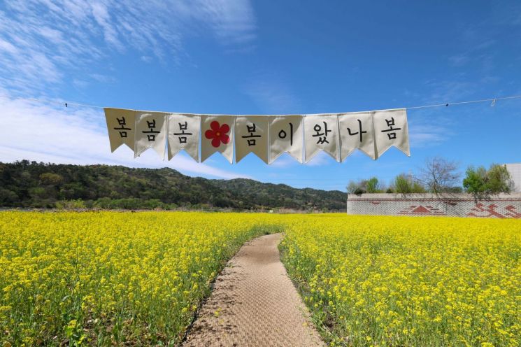[图片]“樱花谢去油菜盛开”…黄龙江生态花园迎来金黄春色巅峰