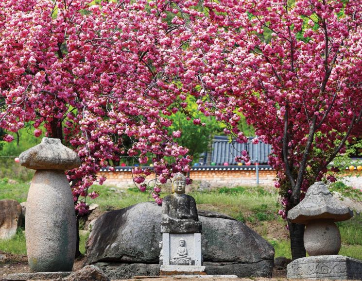 하양읍 환성사에 핀 연분홍빛 겹벚꽃. 경산시 제공