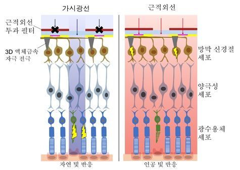 가시광선은 광수용체를 통한 자연 시각 경로로, 근적외선은 포토트랜지스터와 3차원 액체금속 전극을 거쳐 망막 신경절세포를 직접 자극하는 인공 시각 경로로 전달되는 원리. 그림 설명·제공=박장웅 연세대 교수