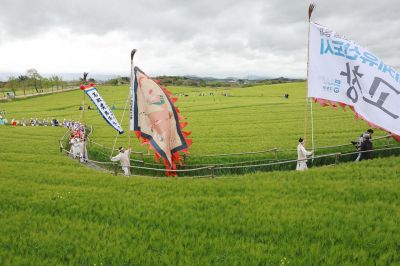 지난해 열린 고창청보리밭축제. 고창군 제공