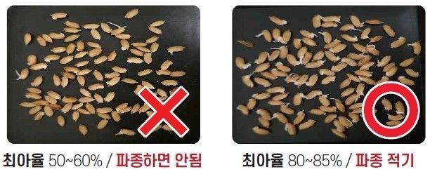 벼 최아율 비교 사진. 영천시 제공