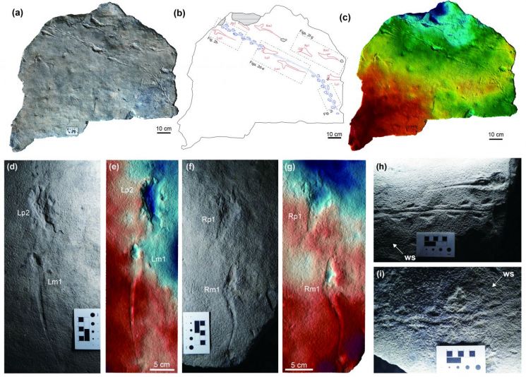 익룡 발자국 화석 피규어