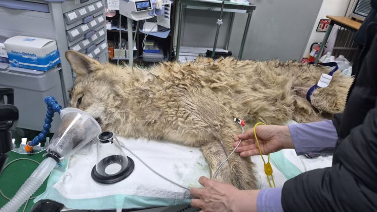 7일 오전 대전 중구 사정동 대전 오월드에서 수의사 등 오월드 관계자들이 마취총을 맞은 늑대, 늑구의 상태를 살피고 있다. 연합뉴스