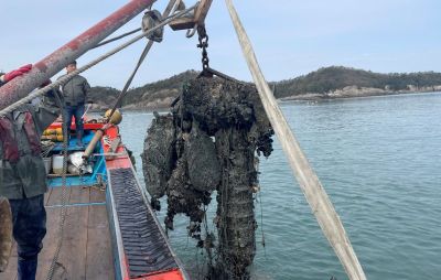 고흥군은 해양수산부 주관 '2026년 청정어장 재생사업' 공모에 고흥 남부권 해역이 최종 선정돼 총사업비 50억 원을 확보했다. 고흥군 제공