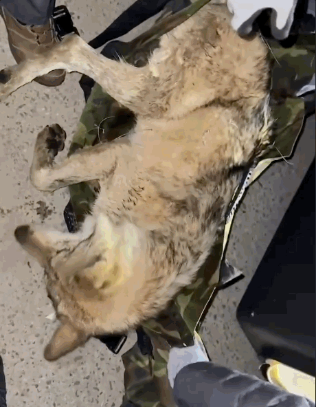 늑구는 발견 당시 눈에 띄게 야윈 상태였고, 먹이를 제대로 구하지 못해 지쳐 있었다. 대전시 인스타그램