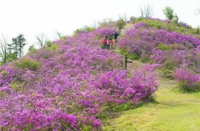 광양 백운산 국사봉 일대 철쭉이 개화를 시작했다. 광양시 제공