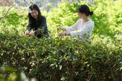해남군은 절기 곡우를 맞아 두륜산 도립공원 녹차밭 일원에서 전통 방식의 녹차 체험 행사를 운영한다. 해남군 제공