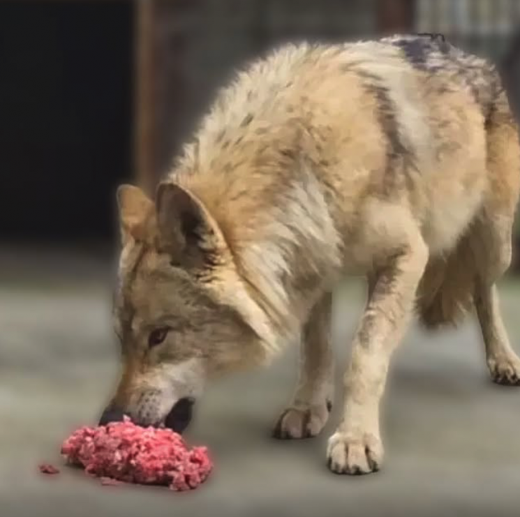 늑구는 19일에 전날보다 330g 늘어난 980g의 소고기와 생닭 분쇄육을 먹었다. 오월드 측은 "늑구가 건강하게 먹고 있는지, 전반적인 건강 상태를 꾸준히 전달하겠다"며 "점차 안정된 모습을 보인다"고 밝혔다.  오월드 인스타그램