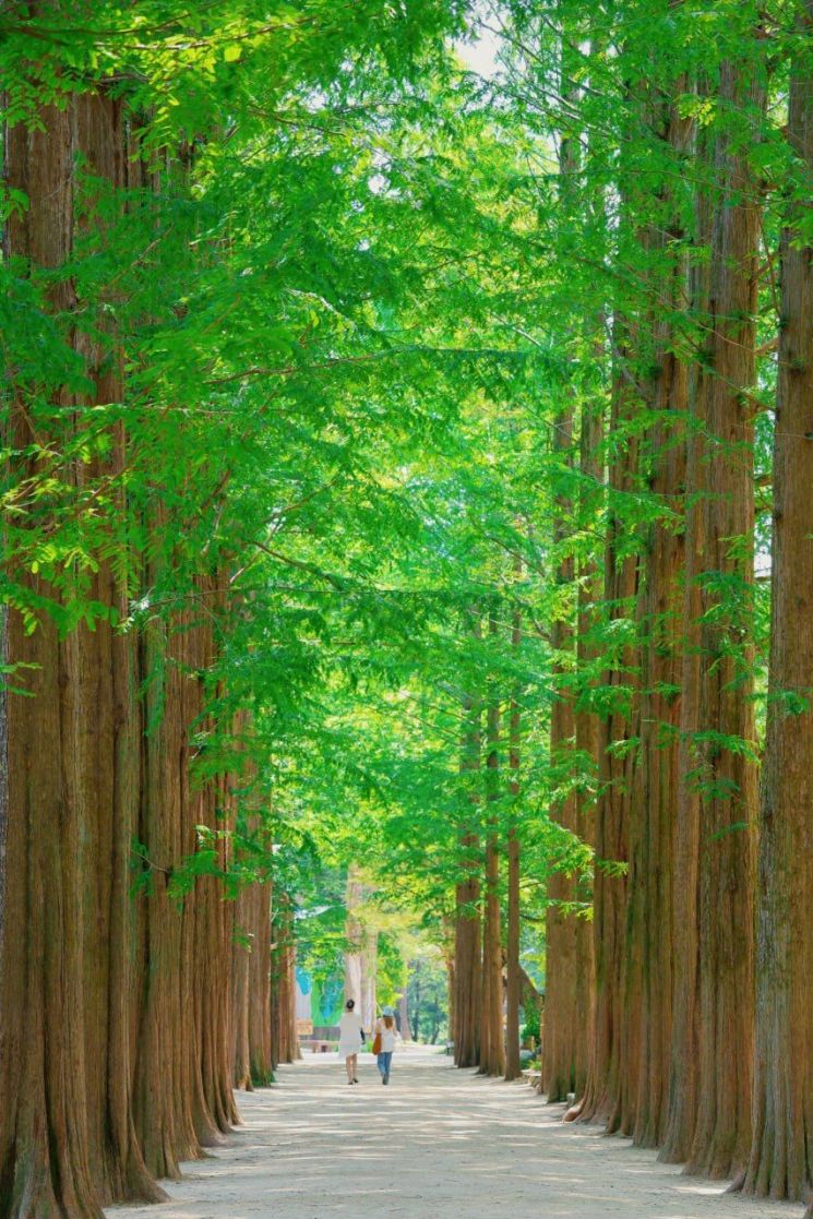 남이섬 메타세쿼이아길. 남이섬 제공