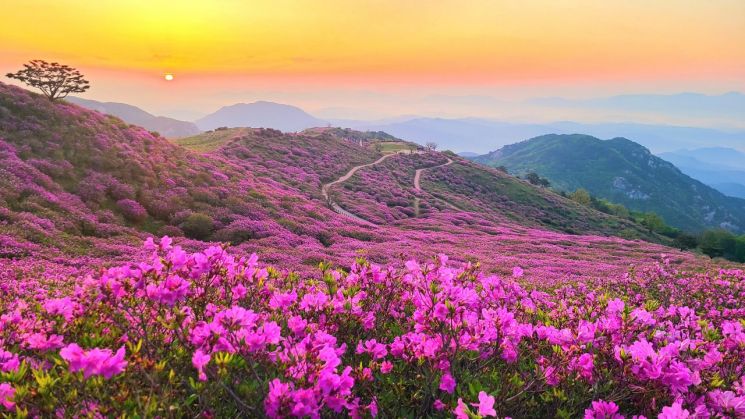 [사진 제공=합천군] 2025년 황매산 철쭉 사진