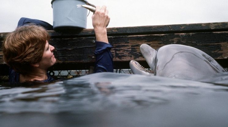 돌고래는 임무를 완수하면 먹이를 보상으로 받는 방식으로 훈련한다. 미 해군 박물관 홈페이지