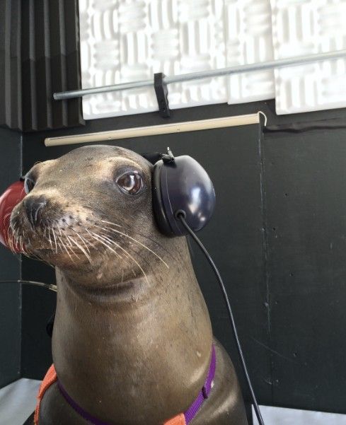 청각 테스트를 받는 미군 소속 바다사자. 미 해군은 기뢰 탐지용 해양 생물의 복지와 건강에 상당한 재원을 투자하는 것으로 알려졌다. 미 해군 박물관 홈페이지