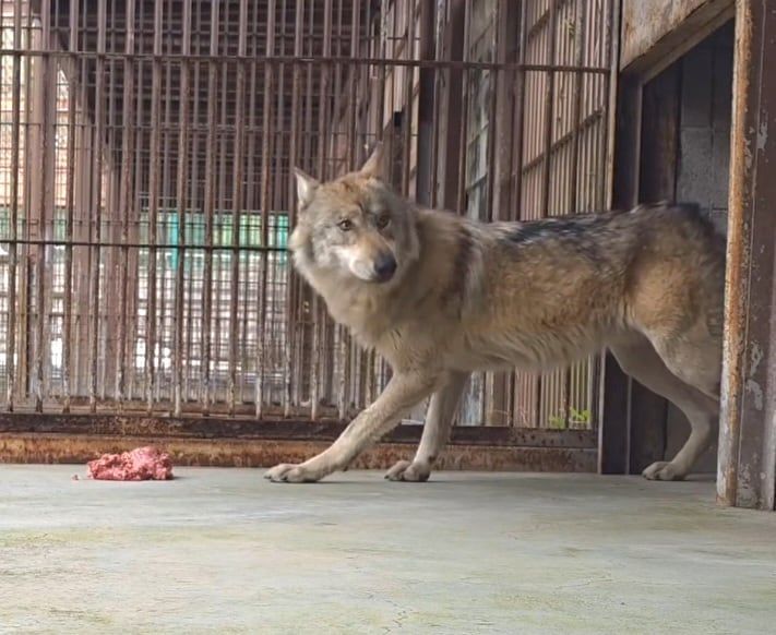 20일 늑구가 먹이 쪽으로 조심스럽게 다가가고 있다. 대전오월드 인스타그램 갈무리
