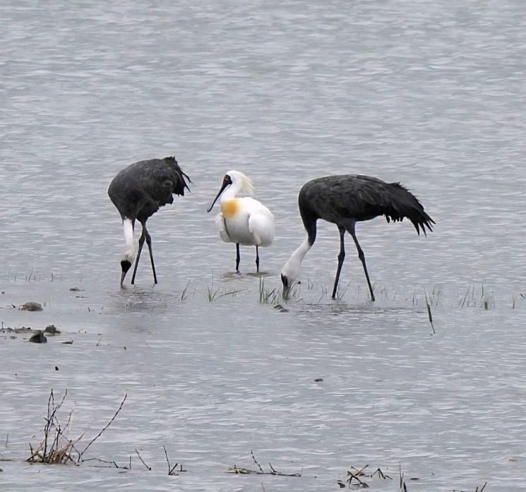 호주와 뉴질랜드에서 월동을 마친 도요·물떼새들이 알래스카와 시베리아 번식지로 이동하는 과정에서 순천만에 머문다. 기후에너지환경부