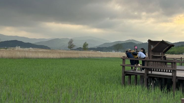 관광객들이 순천만 갈대밭 풍경을 바라보고 있다. 기후에너지환경부