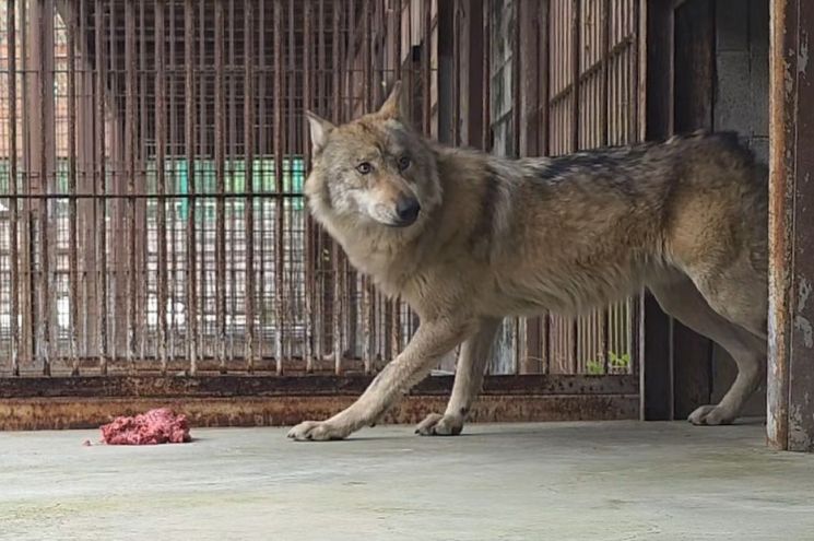 대전오월드에서 탈출했다 9일 만인 지난 17일 생포돼 돌아온 늑대 '늑구'가 20일 오후 2시 닭고기와 소고기 분쇄육을 먹다가 주변을 두리번거리고 있다. 연합뉴스