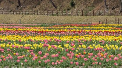 튤립이 만개한 '고창 꽃정원'에 상춘객의 방문이 끊이지 않고 있다. 고창군 제공