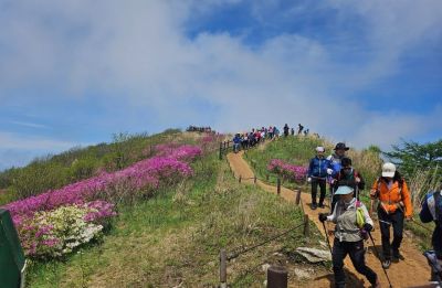 오는 25일 남원시 지리산 허브밸리 일원에서 '제30회 지리산 운봉 바래봉 철쭉제'가 개최된다. 남원시 제공