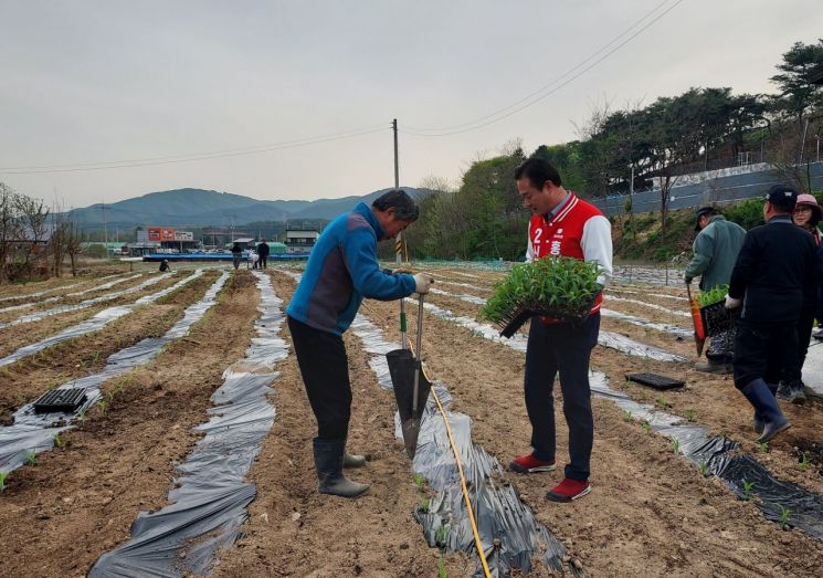 북방면 번영회원 주관 옥수수 모종 식재. 신영재 예비후보 제공
