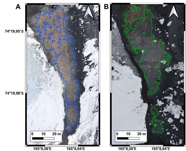 해일 전후 아델리펭귄 둥지 분포. 2017-18 번식기(좌)와 2019-20 번식기(우) 에드몬슨 포인트 아델리펭귄 둥지 분포. 아델리펭귄의 둥지 분포가 파란선(좌)과 녹색선(우)로 표시되어 있음. 해일 전 지면의 황토색의 구아노층이 씻겨나가 해일 이후 검은 지면이 드러남. 극지연 제공