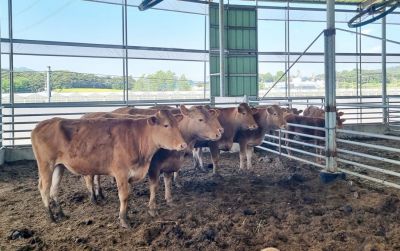 정읍시는 축사 화재로 인한 재산 피해를 예방하기 위해 '2026년 축사 전기 안전점검 지원 사업'을 추진한다. 정읍시 제공