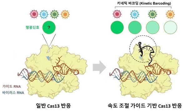 바이러스·변이 동시 식별…유전자 가위 '속도 조절'로 해결