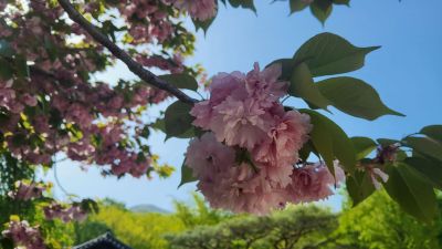 선암사에 핀 겹벚꽃. 심진석 기자