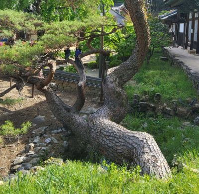선암사에서 수백년의 시간을 묵묵히 지켜온 와송. 심진석 기자