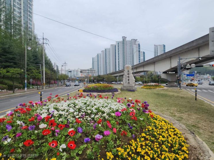 기흥구는 지난 17일 주요 도로변교통거점에 봄꽃을 심었다. 용인시 제공