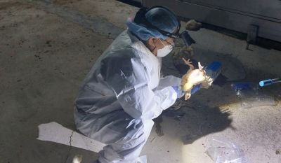 조류인플루엔자 검사 시료채취 현장. [사진제공=전남도]