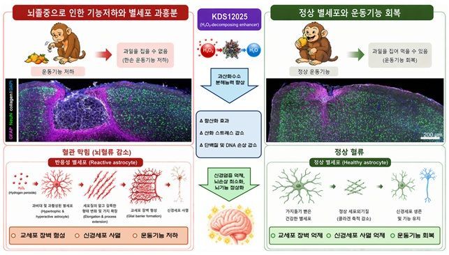 허혈성 뇌졸중에서 별세포의 1형 콜라겐 생성 및 신경세포 사멸 모식도. 허혈성 손상 이후 과산화수소 증가로 별세포가 활성화되며 콜라겐을 생성해 신경세포 사멸을 유도하는 것으로 나타났다. 연구진은 과산화수소를 제거하거나 콜라겐 생성을 억제하면 신경 손상과 운동 기능 저하를 완화할 수 있음을 영장류 모델에서 확인했다. 연구진 제공